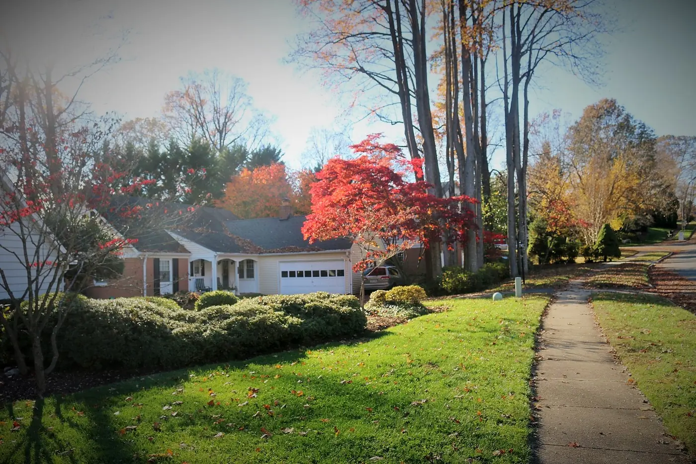 A residential street in Annandale in autumn